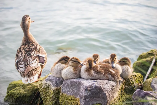 ducks, ducklings, mallards, birds, perched, lake, animals, plumage, feathers, beaks, bills, waterfowls, water birds, ornithology, animal world, nature, ducks, ducks, ducks, ducks, ducks, ducklings. Parenting creators service standards: how to design them